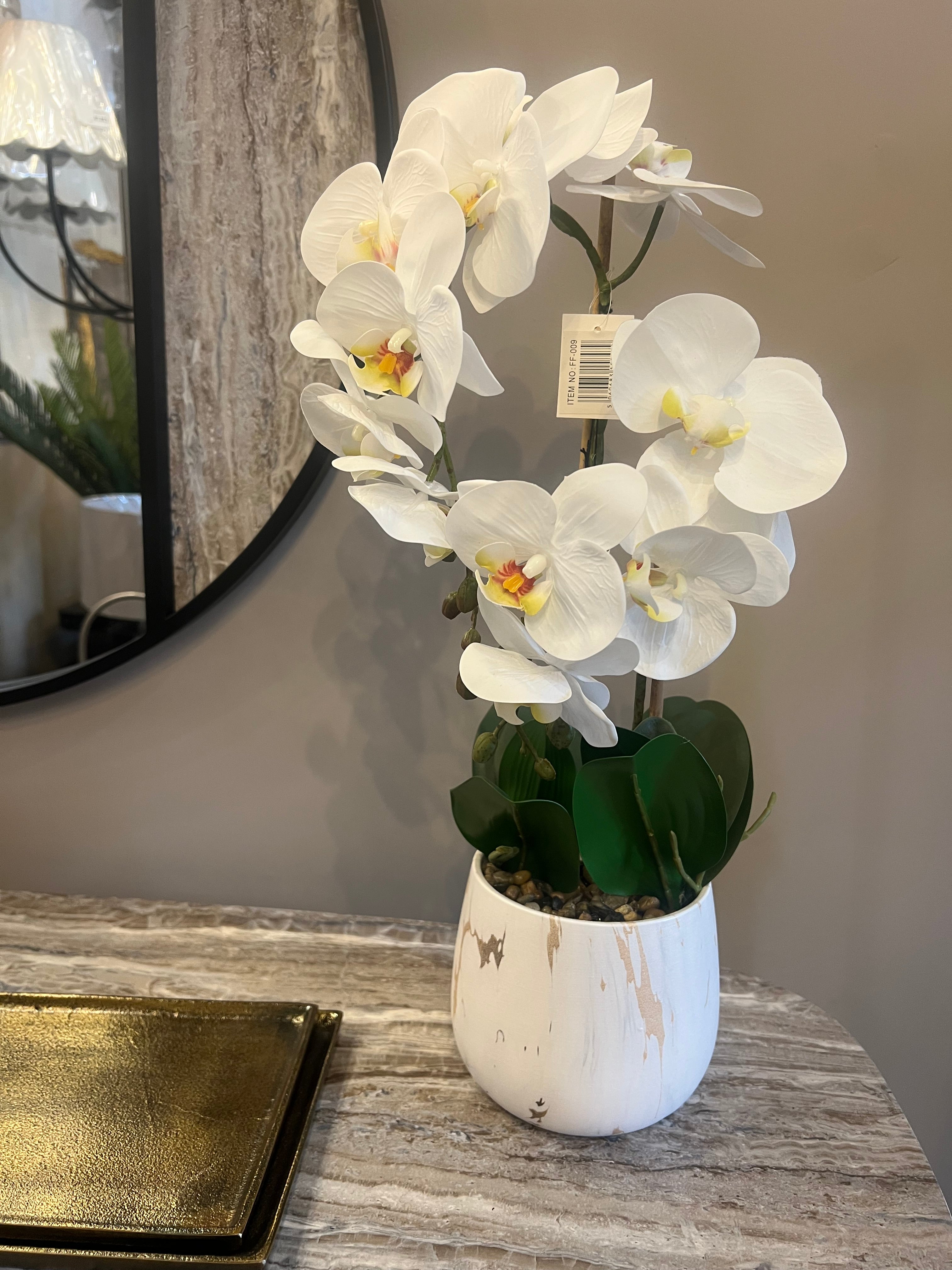 Small White Phalaenopsis Orchid Plant