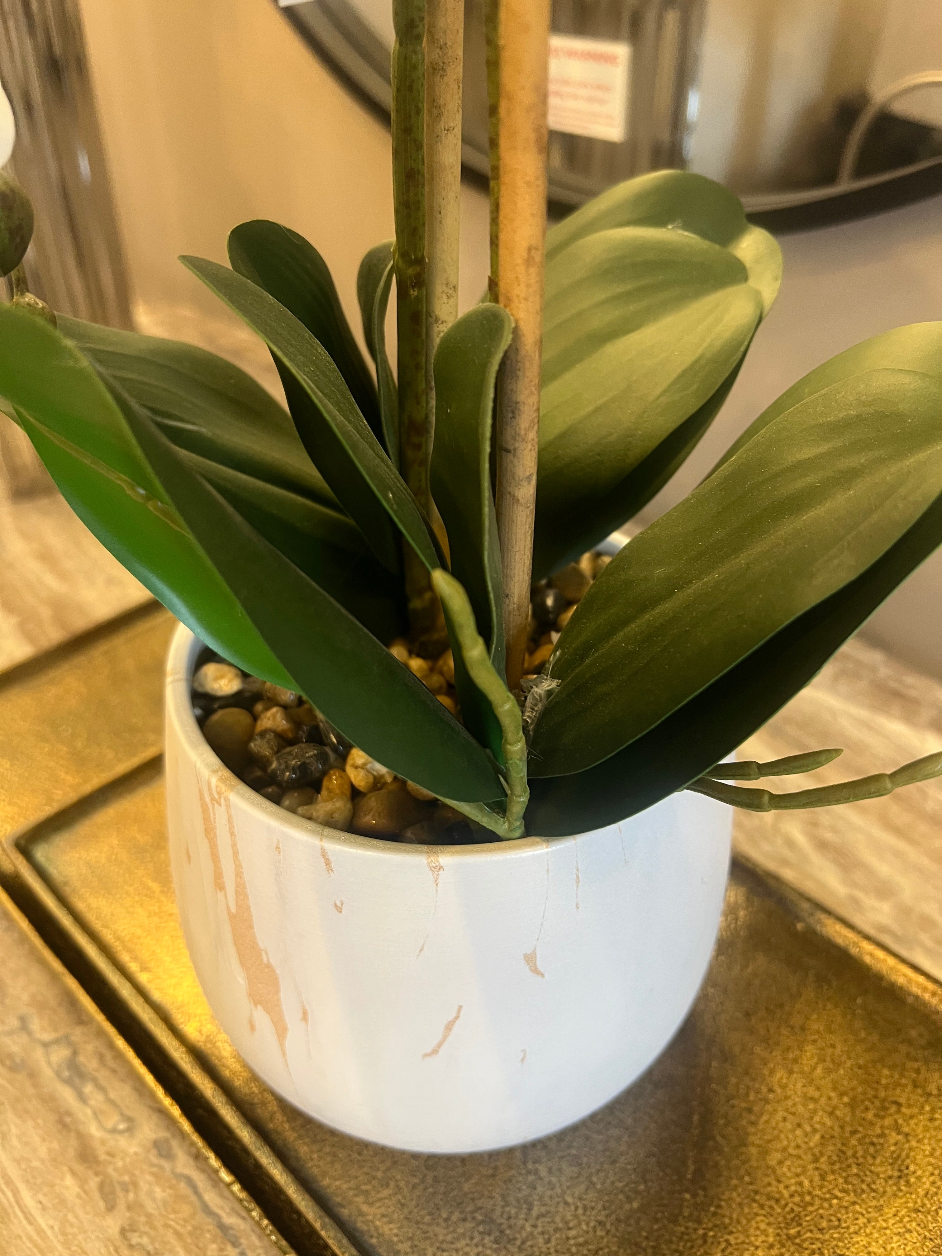 Small White Phalaenopsis Orchid Plant
