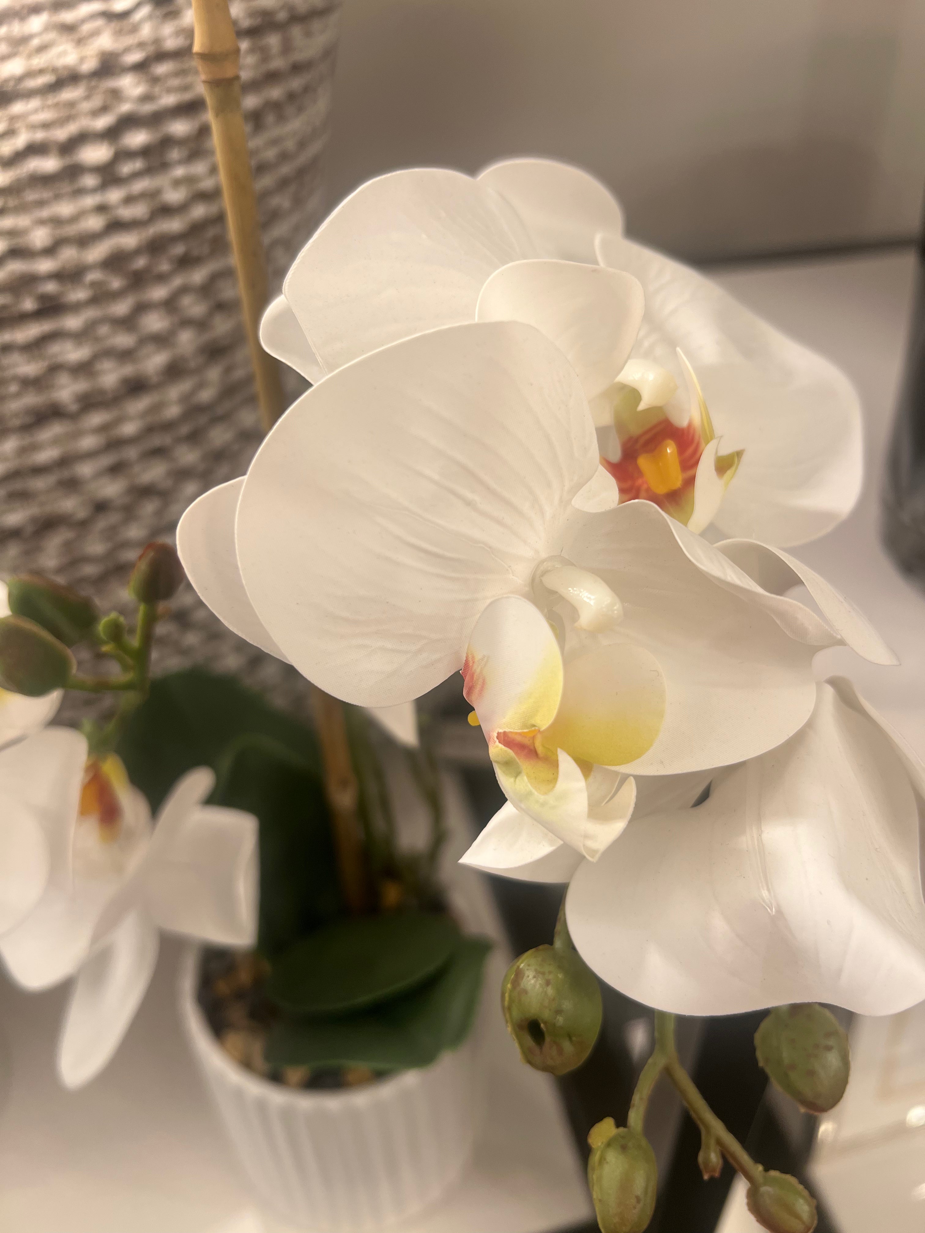 Small Orchid in White Pot