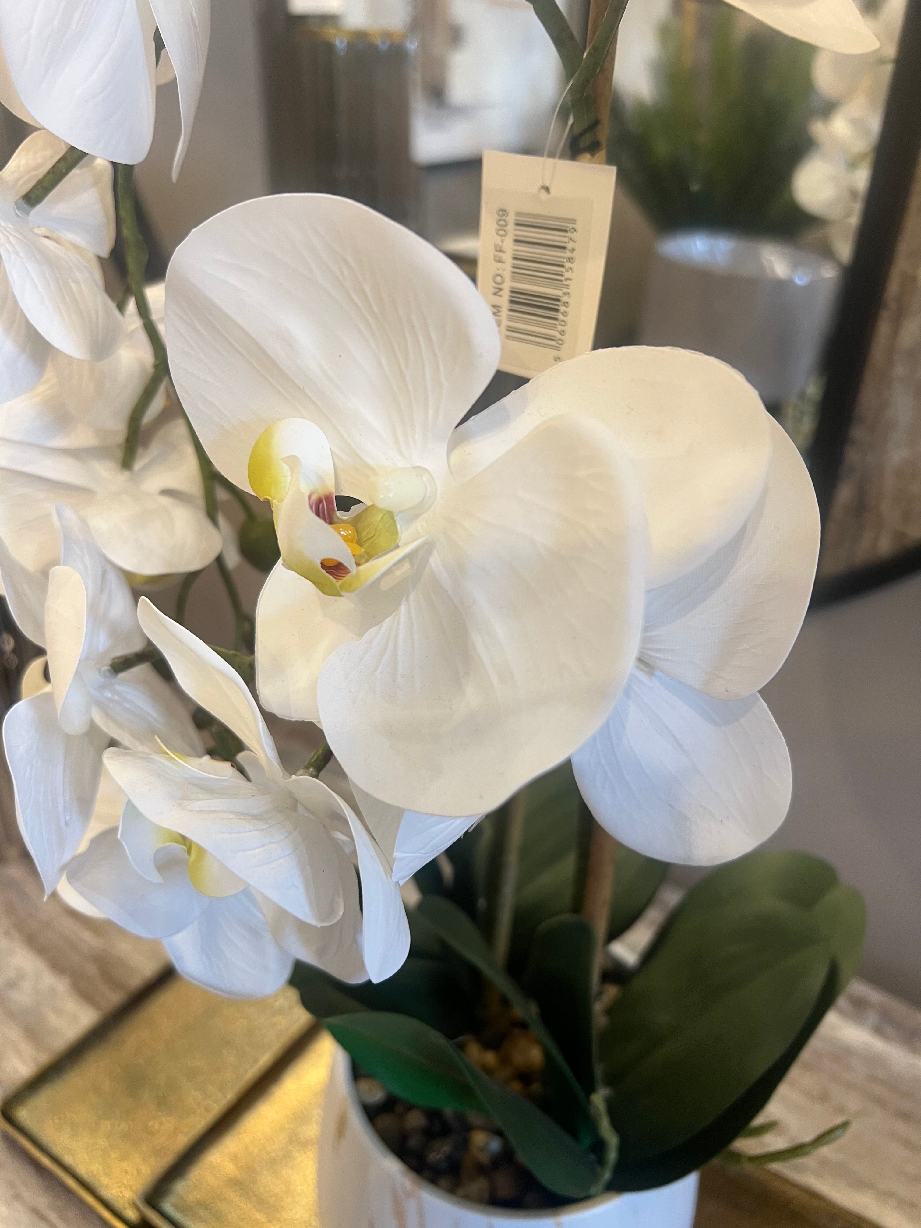 Small White Phalaenopsis Orchid Plant