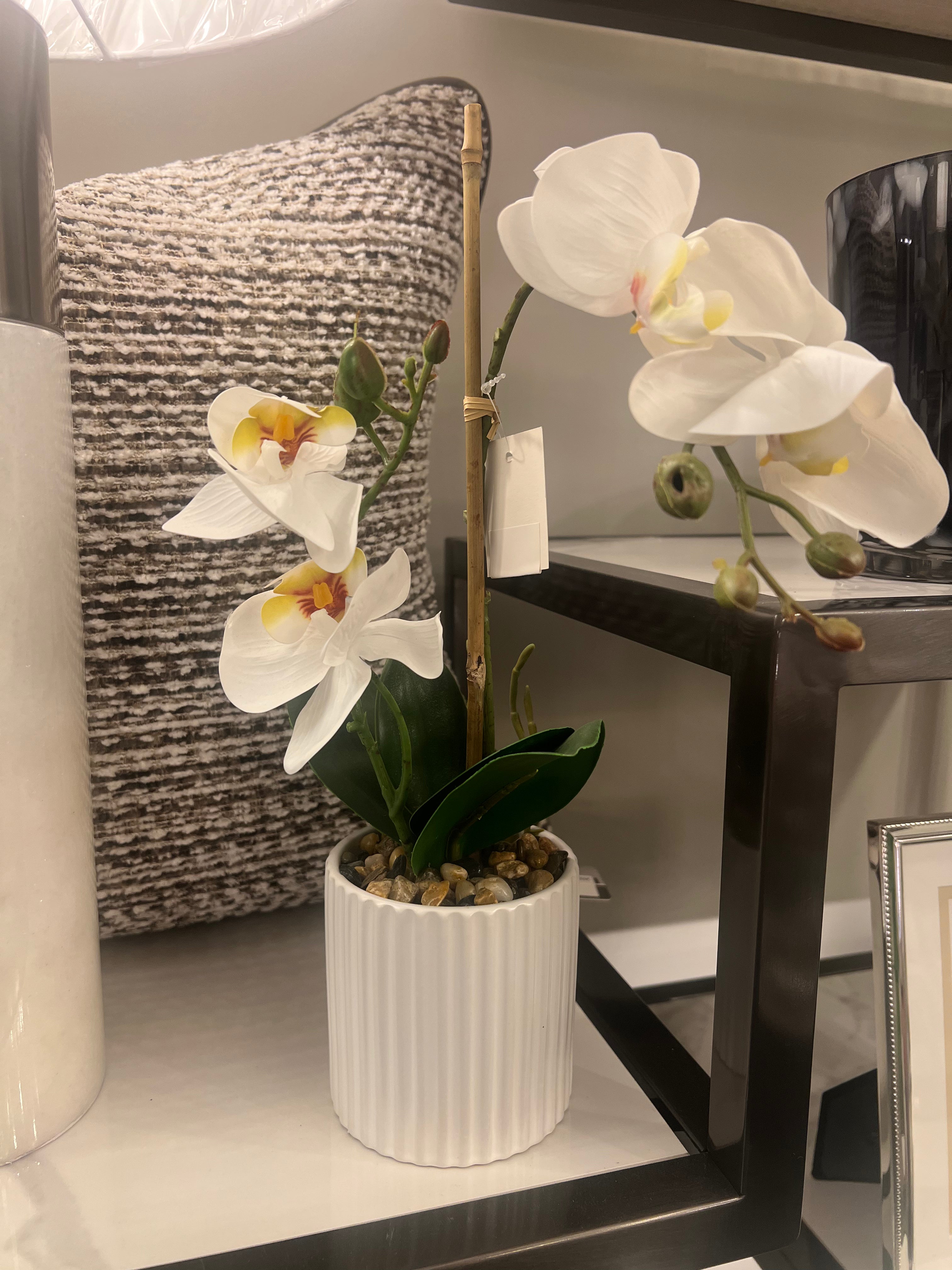 Small Orchid in White Pot