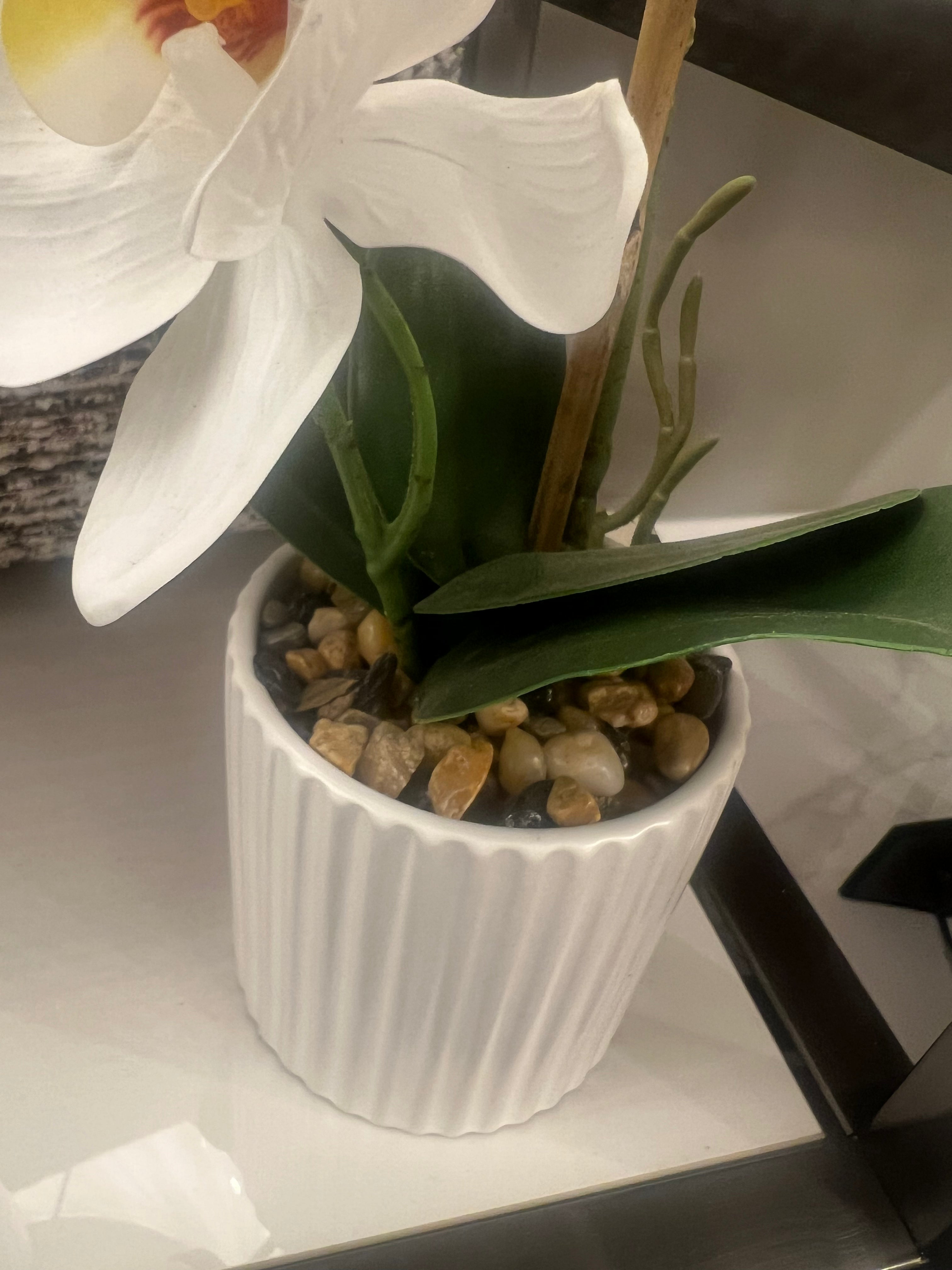Small Orchid in White Pot
