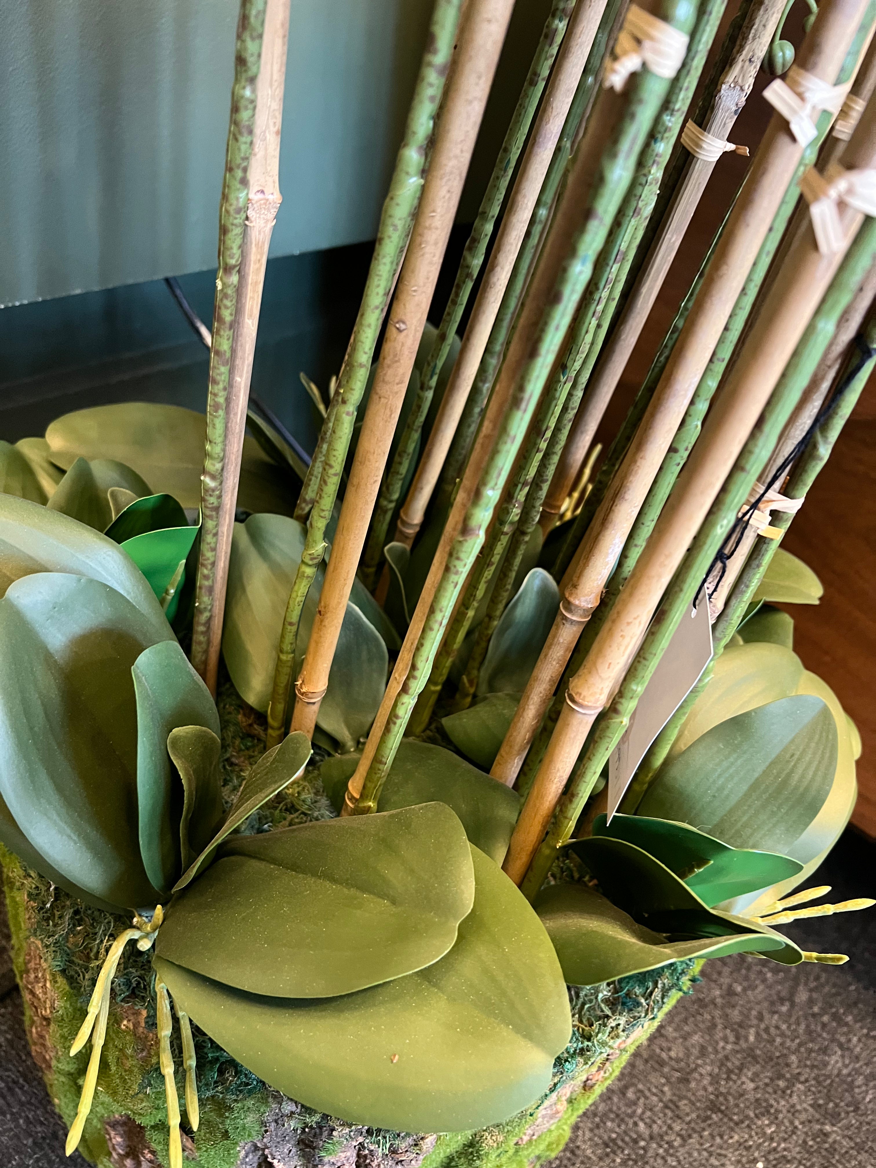Artificial Orchid Plant with Bark Base